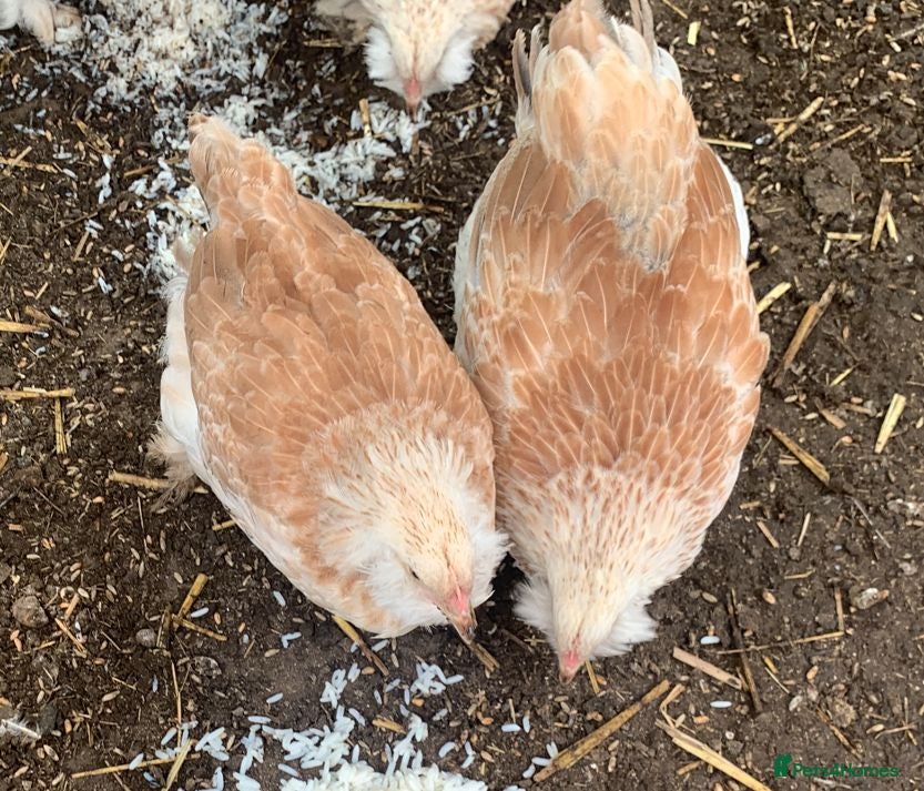 Chickens poultry Salmon Faverolle Hens for sale - 7 weeks old - Advert 19
