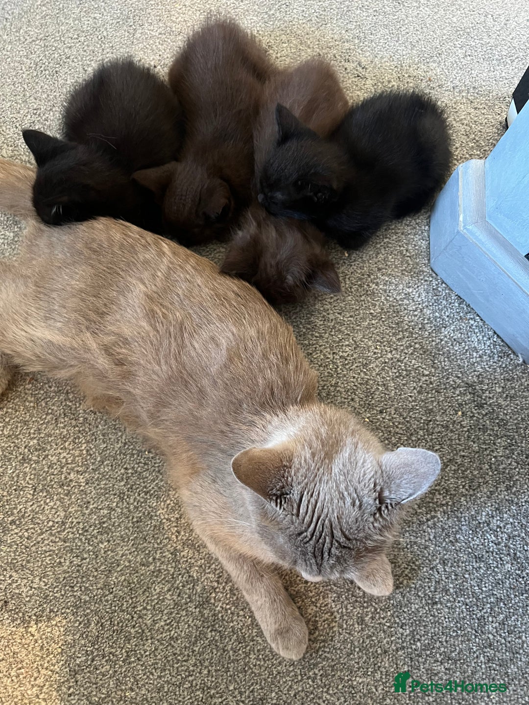 British Shorthair cats for sale: British shorthair beautiful kittens  - Image 8