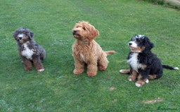 Bernedoodle dogs for sale: Curtabemdoodles Bernedoodles  - Image 37