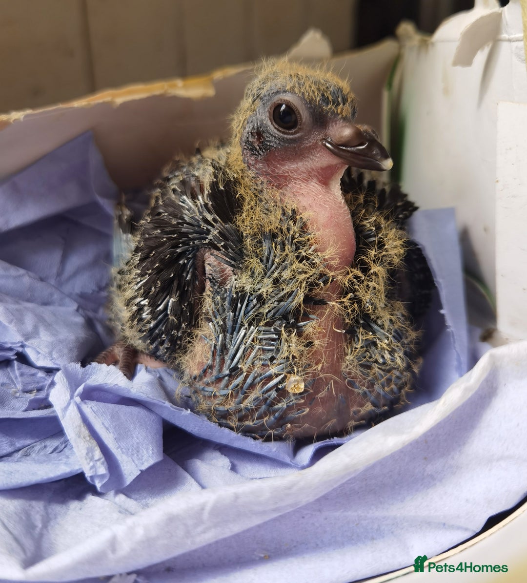 Pigeons birds for sale: Pigeons [Semi Hand-Raised] - Fancy & Racing Breeds - Advert 7