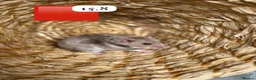 Hamster rodents for sale: Beautiful baby Syrian Hamsters Sheffield - Advert 2