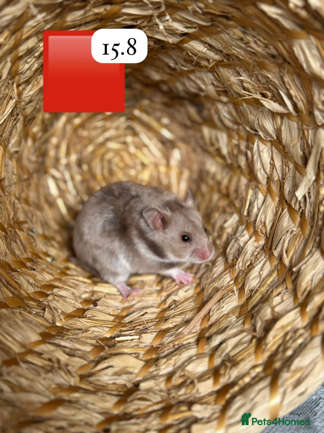 Hamster rodents for sale: Beautiful baby Syrian Hamsters Sheffield - Advert 2