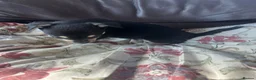 Chihuahua dogs for sale: 5 Beautiful Chihuahua Puppies For Sale  - Advert 30
