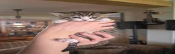 British Shorthair cats for sale: Golden Tabby British shorthair - Advert 12
