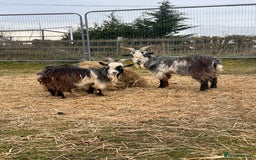 Goats livestock for sale: 3 Beautiful Pygmy Goats for Sale - Image 3