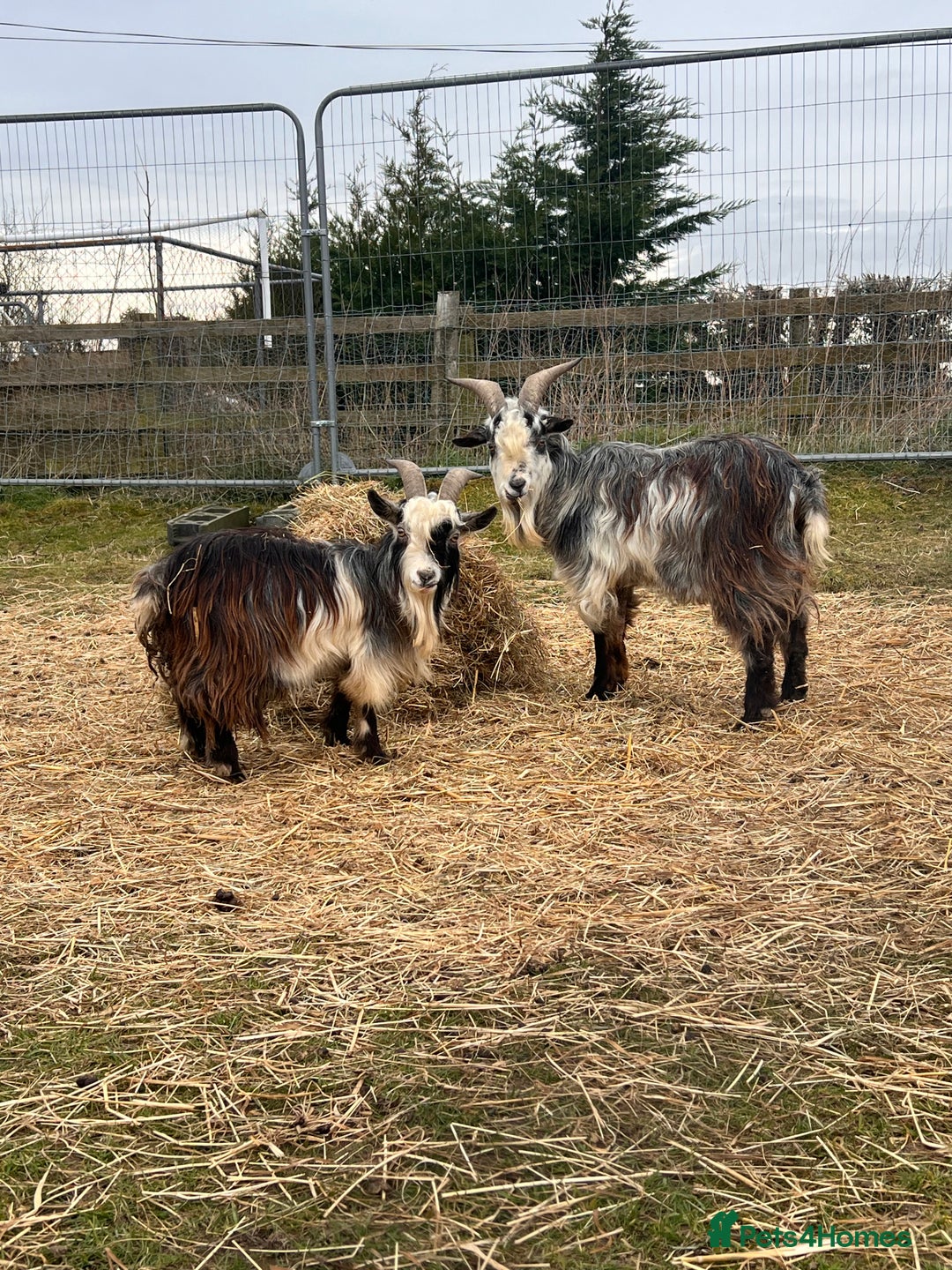 Goats livestock for sale: 3 Beautiful Pygmy Goats for Sale - Image 3