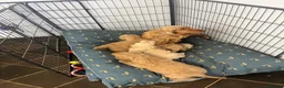 Cockapoo dogs for sale: stunning F1 Cockerpoos  - Advert 12