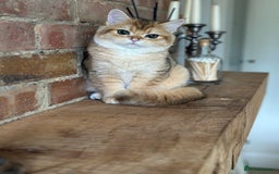British Shorthair cats for sale: BSH golden kittens - Image 15