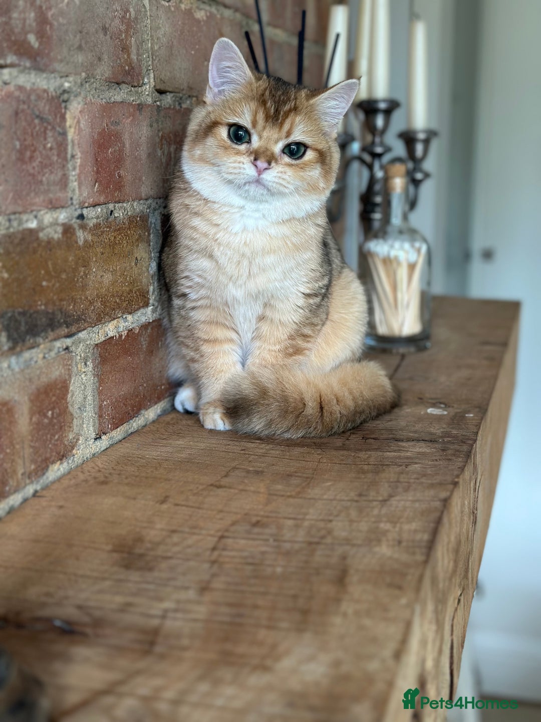 British Shorthair cats for sale: BSH golden kittens - Image 15