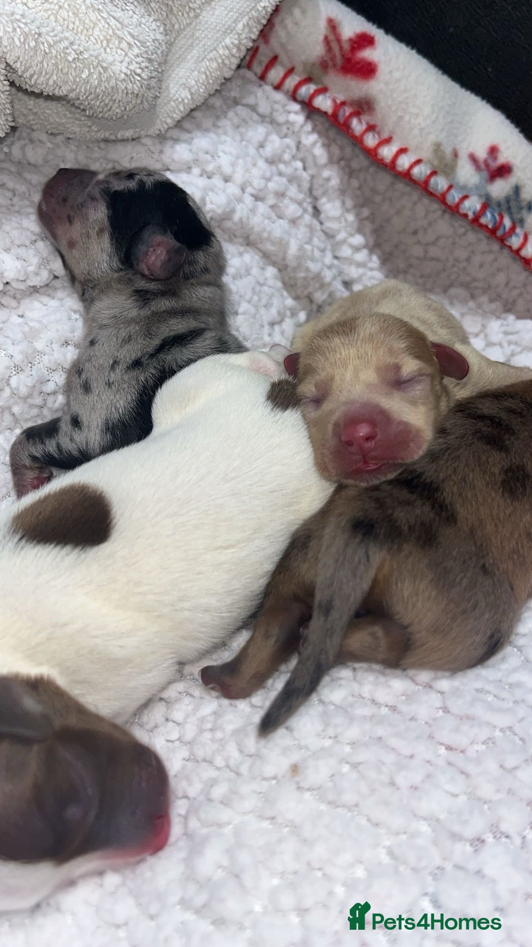 Mixed Breed dogs for sale: Adorable Dameranian puppy’s  - Advert 1