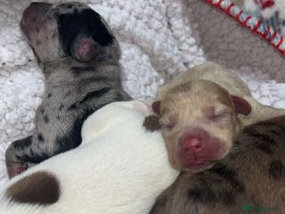 Mixed Breed dogs Adorable Dameranian puppy’s - Advert 9