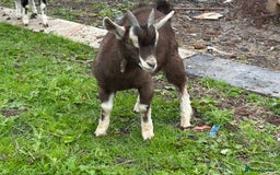 Goats livestock for sale: Pygmy X - Image 9