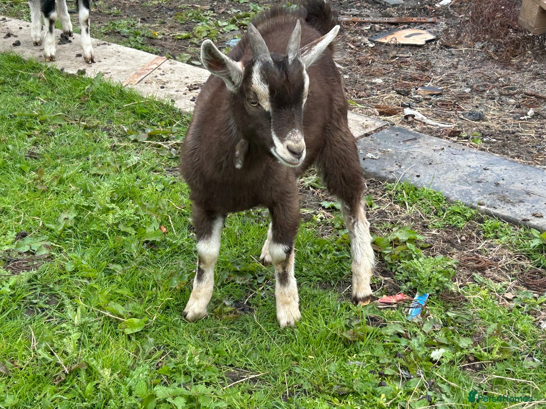 Goats livestock for sale: Pygmy X - Image 9