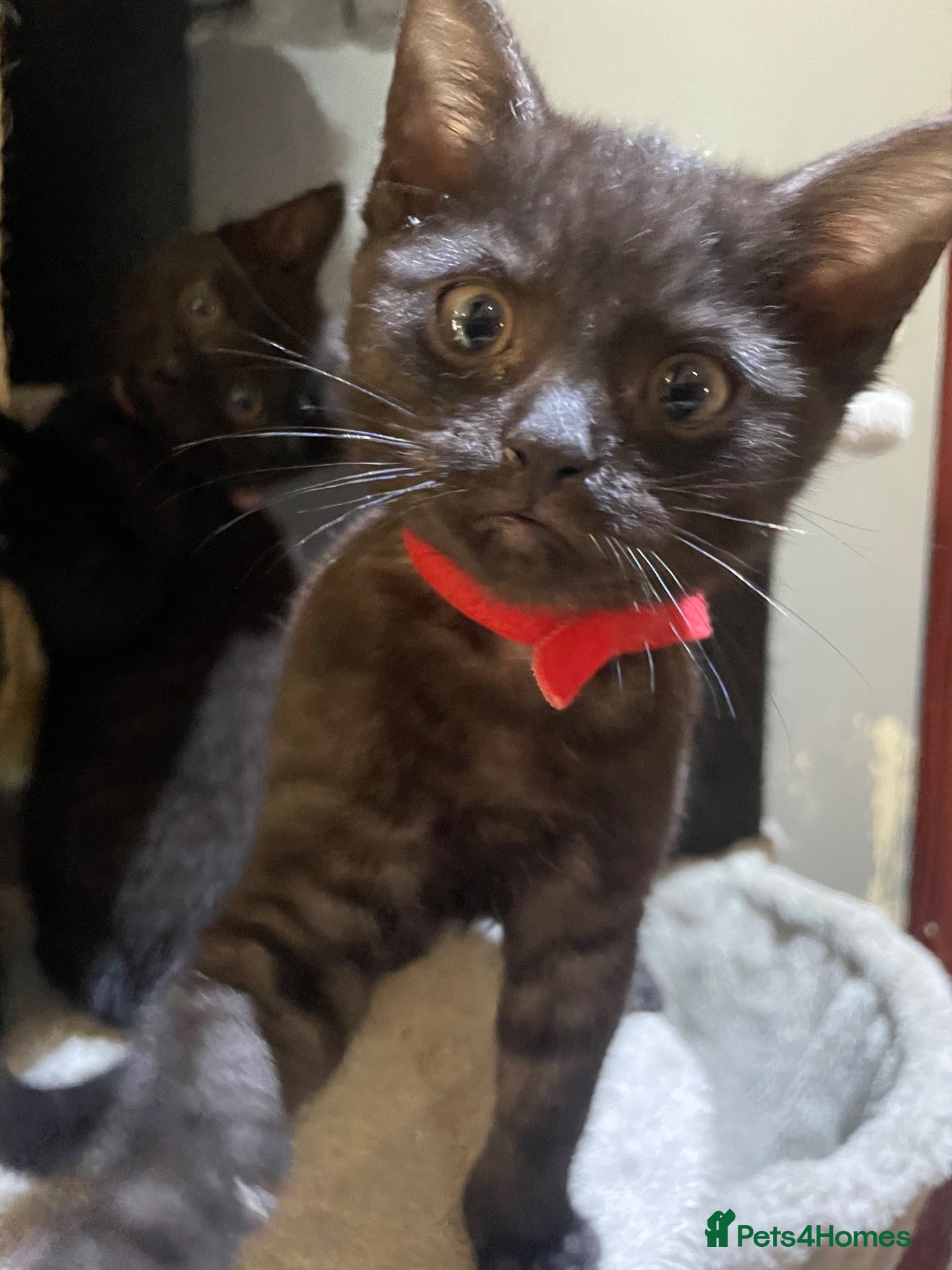 British Shorthair cats Just Two Girls Left Looking for Forever Homes 🐾 - Advert 14