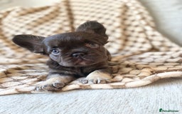 French Bulldog dogs for sale: Beautiful litter off French bulldog puppies  - Image 24