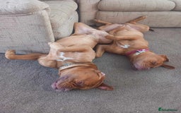 Dogue De Bordeaux dogs for sale: Snooch & River Dogue De Bordeaux 2 & 3 Years old. - Image 3