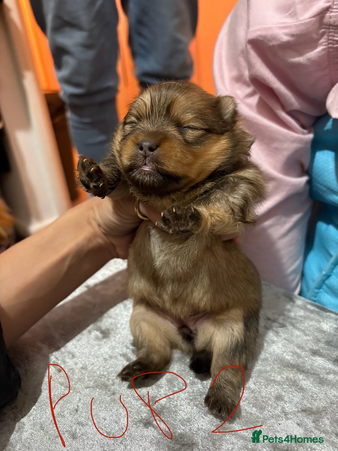 Pomeranian dogs for sale: Adorable Pomeranians - Advert 7