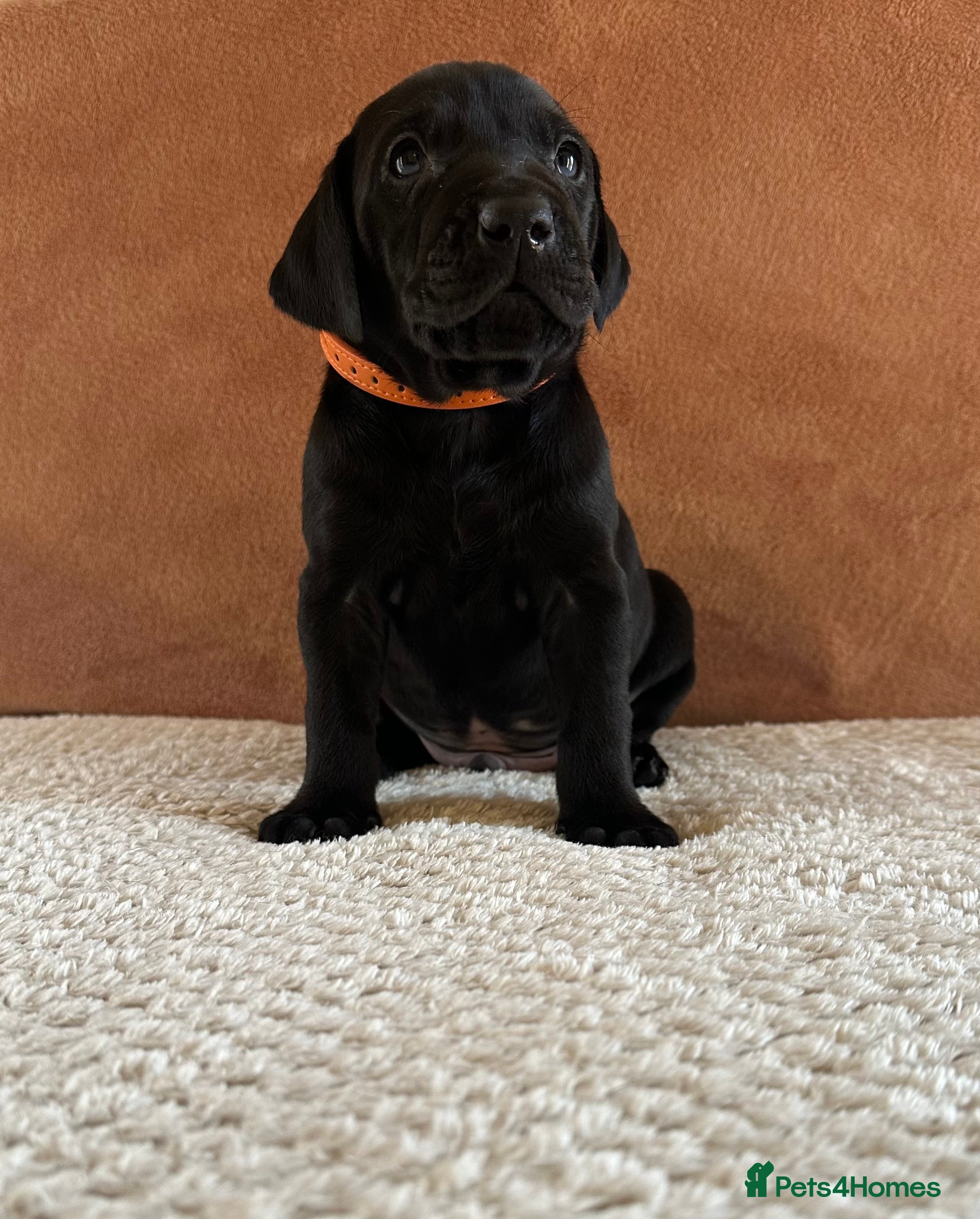 Mixed Breed dogs 1/9 F2 Weimador / Labmaraner  - Advert 2