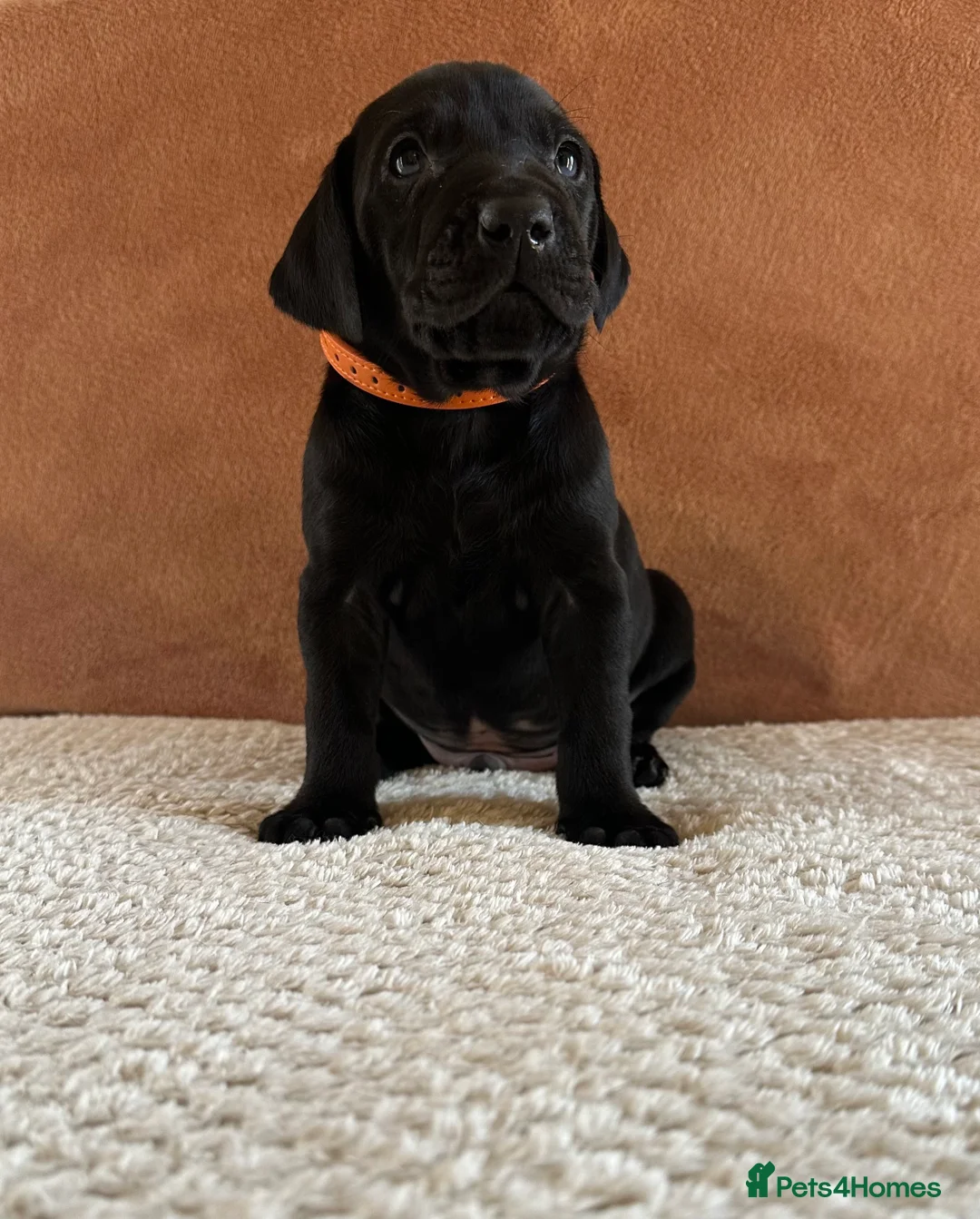 Mixed Breed dogs for sale: 1/9 F2 Weimador / Labmaraner  - Advert 2