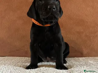 Mixed Breed dogs 1/9 F2 Weimador / Labmaraner - Advert 2