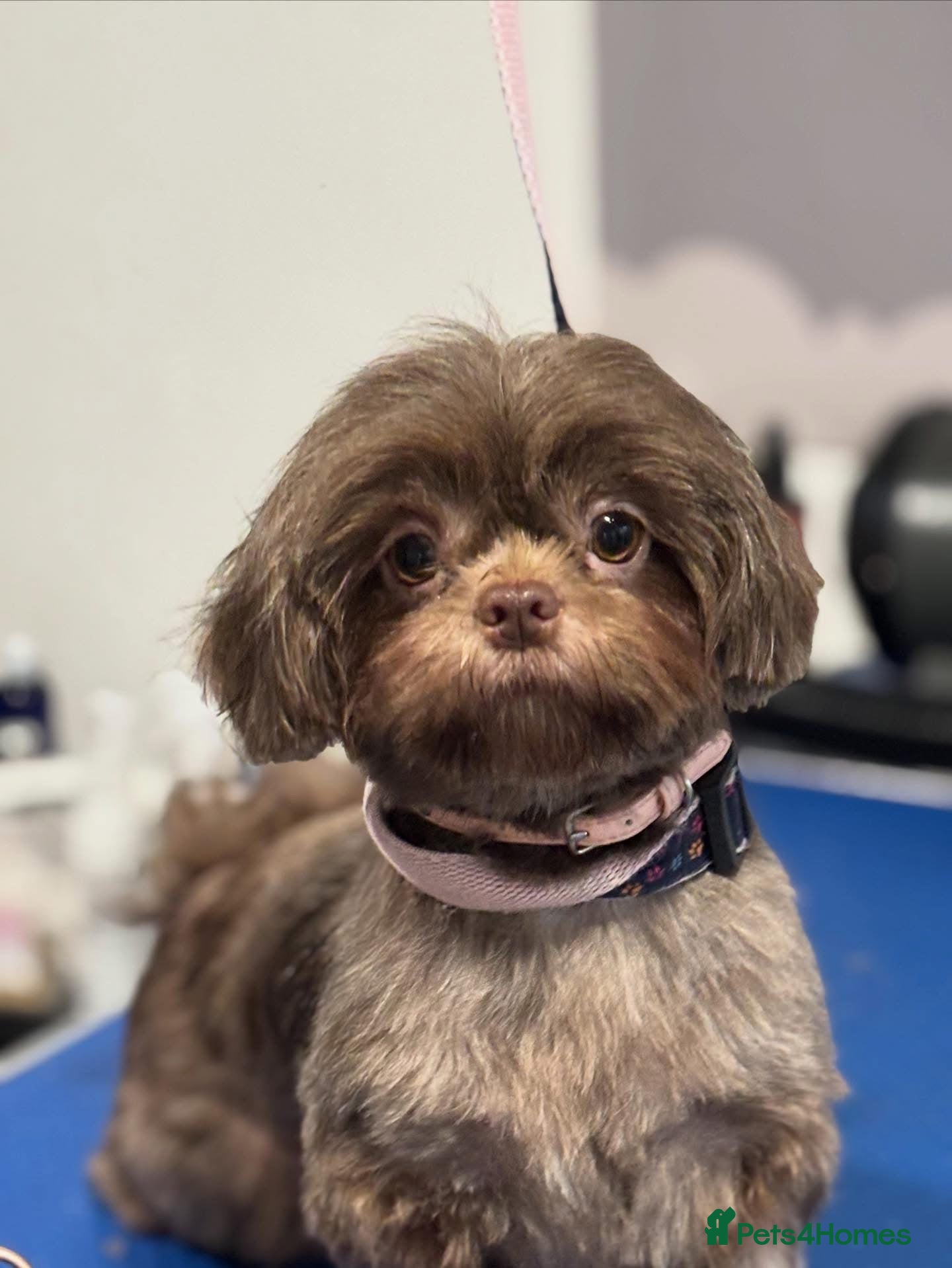 Shih Tzu dogs 2 Shih Tzu girl puppy’s  - Advert 1