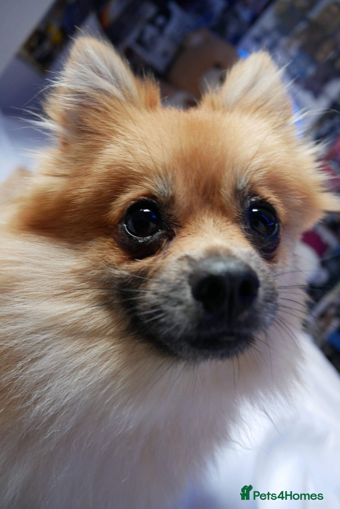Pomeranian dogs for sale: 5 year old female Pomeranian - Image 2
