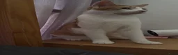 American Shorthair cats for sale: Lovely orange and white boy cats - Advert 9