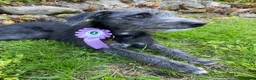 Bedlington Terrier dogs for sale: Top Quality F1 Bedlington x Whippet Puppies - Advert 3
