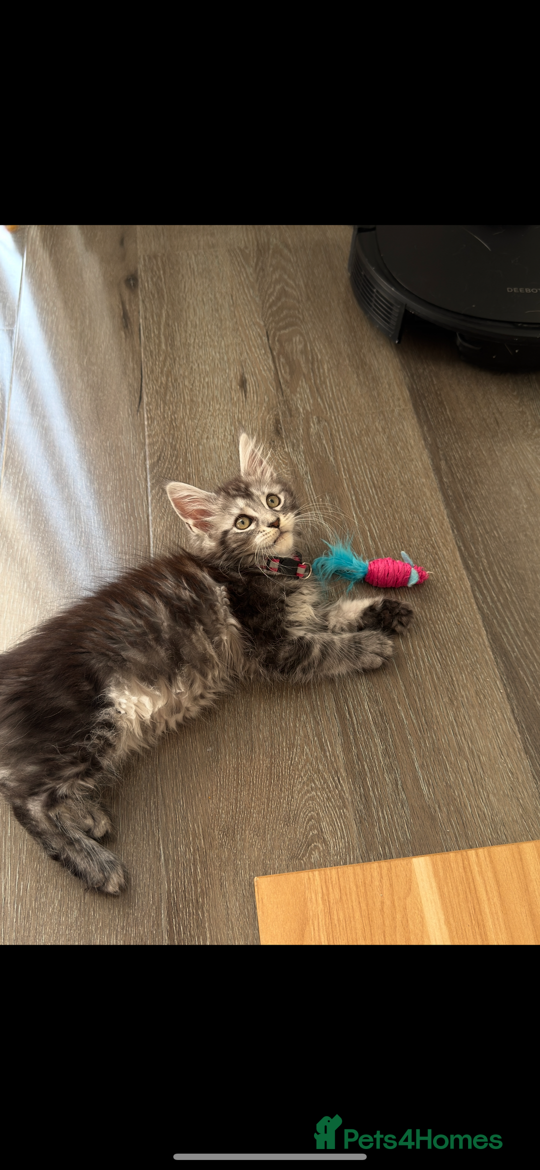 Maine Coon cats for sale: Russian XL Maine coon GIRL still looking HOME! ❤️ in Preston - Image 6