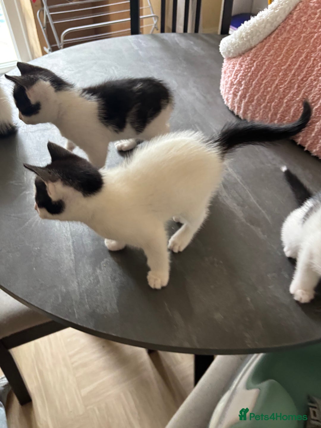 Mixed Breed cats for sale: Kittens - Image 2