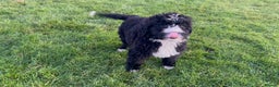 Bernedoodle dogs for sale: Gorgeous Bernedoodle Pups - Advert 16