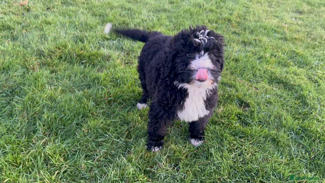 Bernedoodle dogs for sale: Gorgeous Bernedoodle Pups - Advert 16