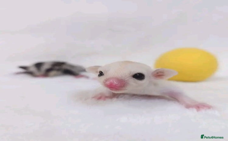 Sugar Glider rodents - Advert 7