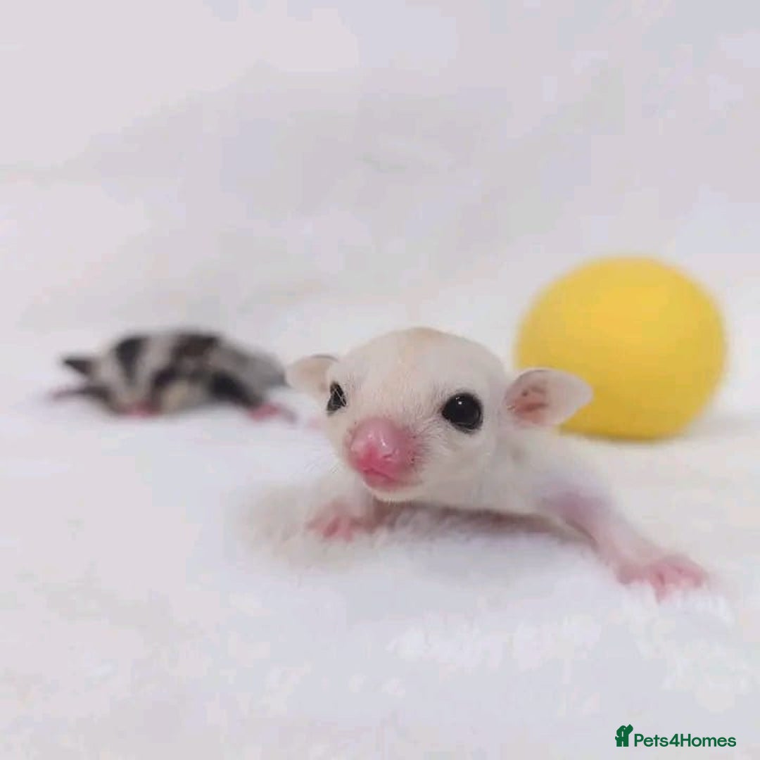 Sugar Glider rodents for sale: Adorable Sugar Gliders availale for sale - Image 1