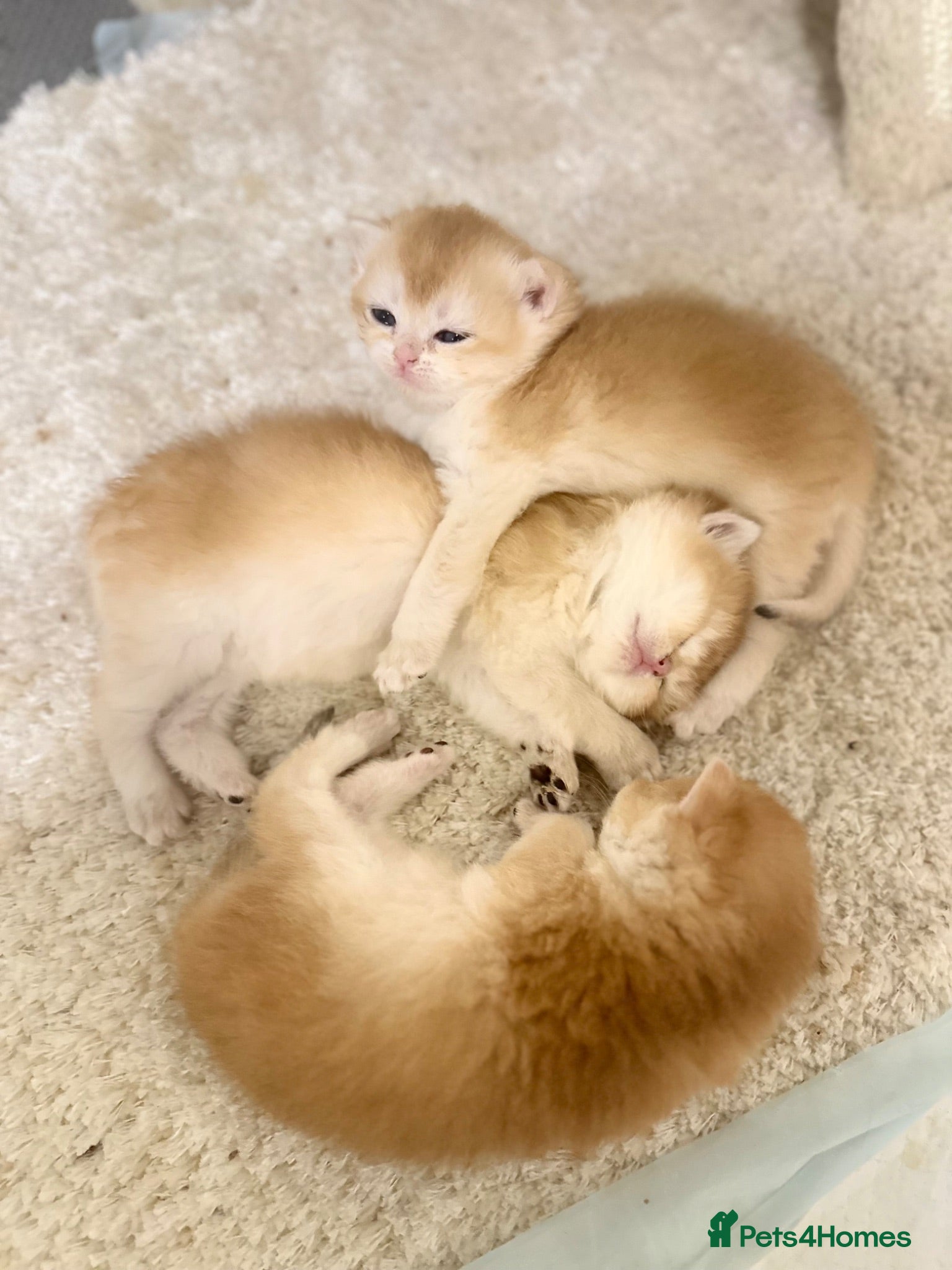 British Shorthair cats Gorgeous GCCF registered British shorthair Gold. - Advert 1