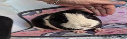 Guinea Pig rodents for sale: Beautiful Badger the Guinea Pig - Advert 2