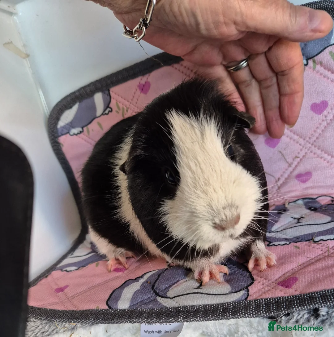 Guinea Pig rodents for sale: Beautiful Badger the Guinea Pig - Advert 2