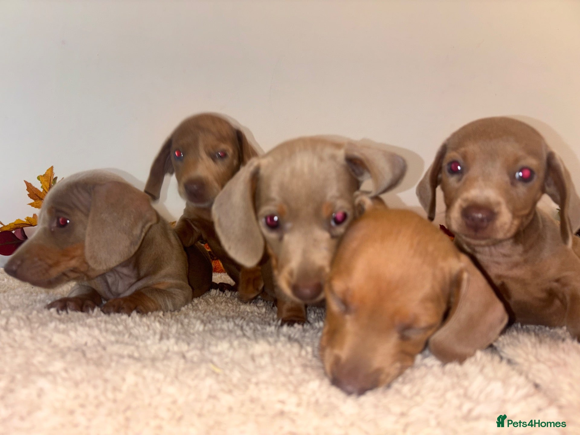Dachshund dogs 🐾 LILAC DAPPLE DACHSHUND PUPPIES 🐾 - Advert 1