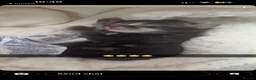 Mixed Breed cats for sale: Beautiful fluffy kittens in Selby - Advert 5