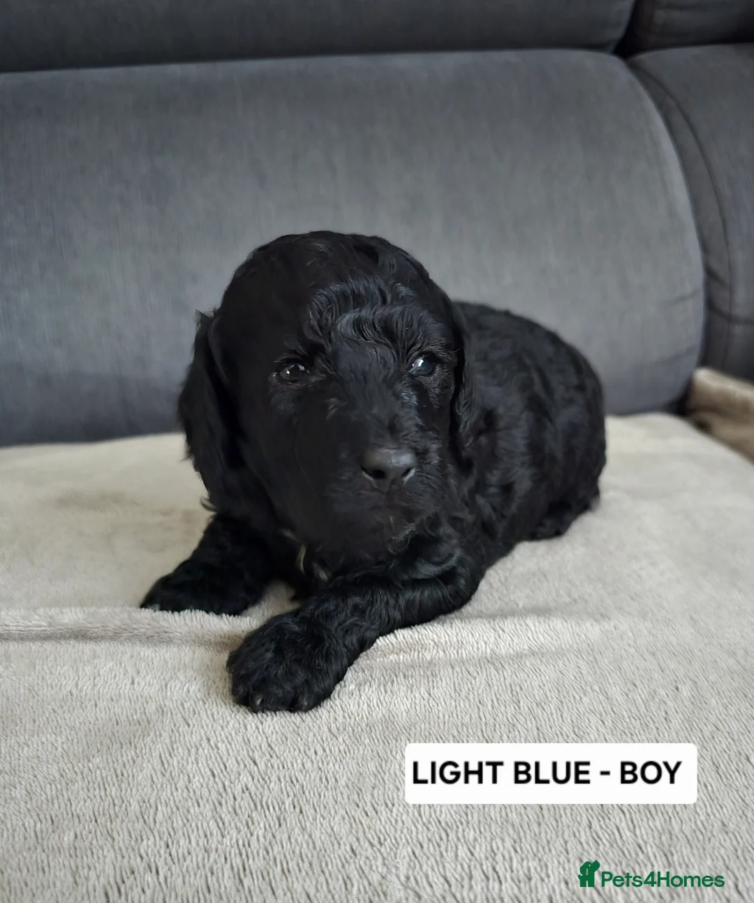 Toy Poodle dogs for sale: BEAUTIFULL BLACK TOY POODLES  - Advert 13