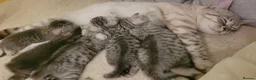 Scottish Fold cats for sale: Scottish fold kittens Blue spotted  - Advert 14