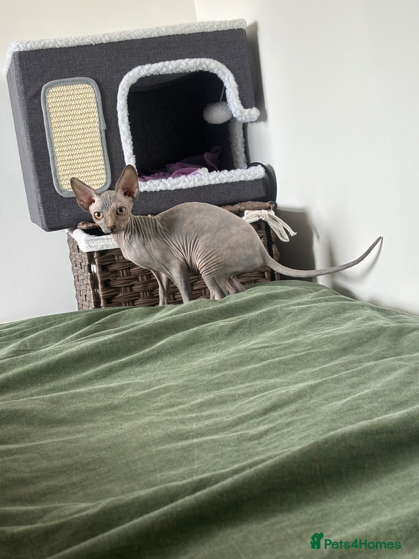 Sphynx cats Very loving and purring sphynx girl   - Advert 2