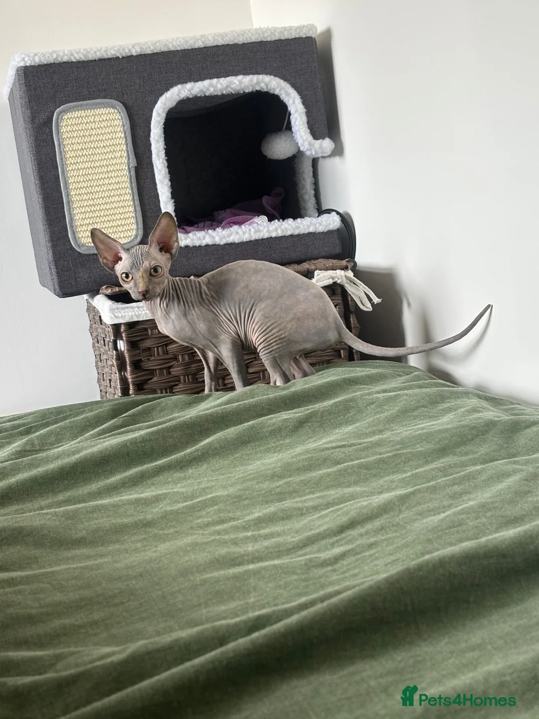 Sphynx cats for sale: Very loving and purring sphynx girl   - Advert 1