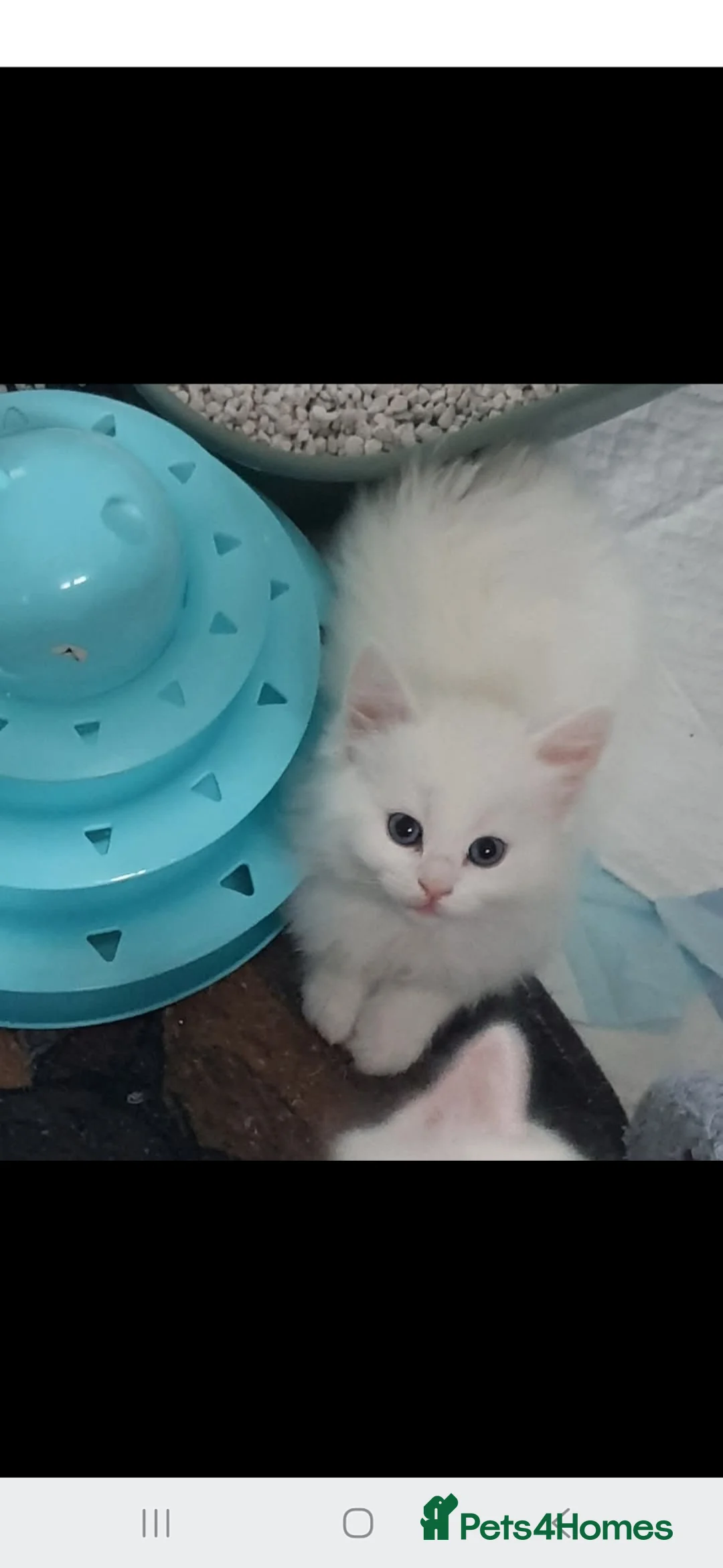 Turkish Angora cats for sale: Ragdoll mix Turkish Angora Kittens  in Batley - Advert 2