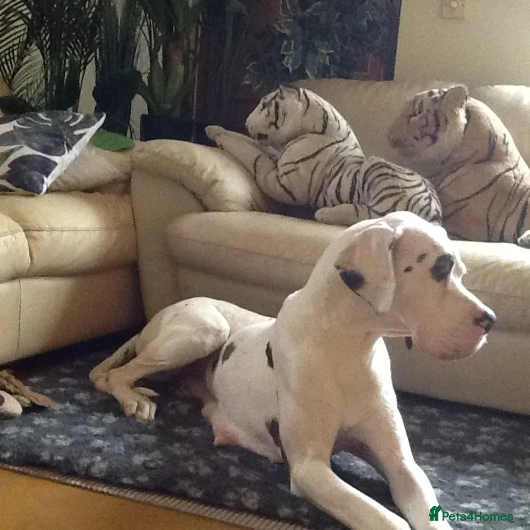 Great Dane dogs for sale: Lovely Damarkann Great Dane Puppies - Advert 14
