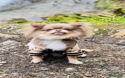 Chihuahua dogs for stud: Adorable long coat Chihuahua with 4 generations ❤️ in Dorchester - Image 2