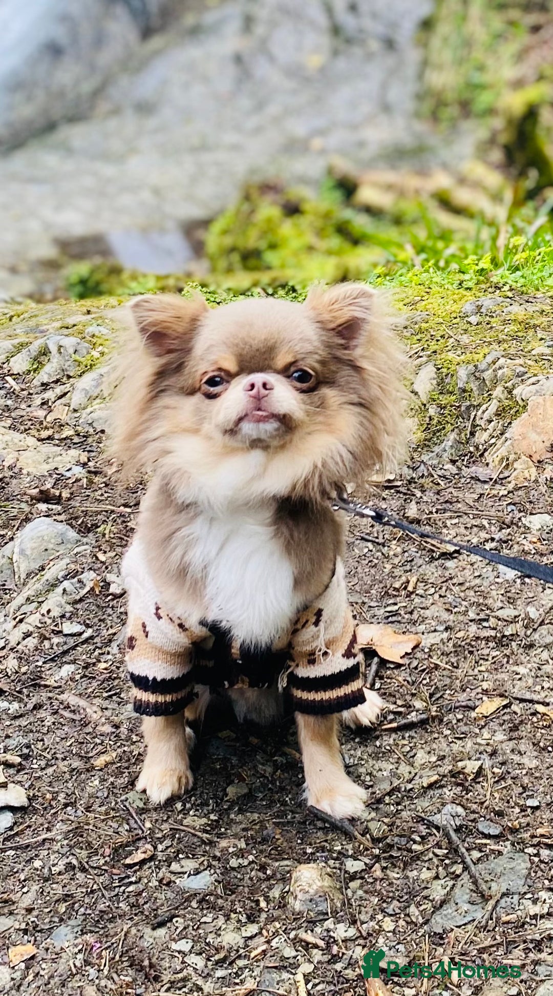 Chihuahua dogs for stud: Adorable long coat Chihuahua with 4 generations ❤️ in Dorchester - Image 2