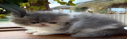 Exotic cats for sale: 2 Exotic kittens both fluffy male and female  - Advert 6