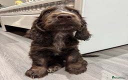 Cocker Spaniel dogs for sale: READY NOW Kcreg show cocker spaniels health tested in Brighouse - Image 16