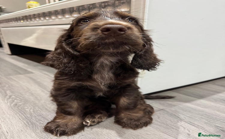 Cocker Spaniel dogs in Brighouse - Advert 9